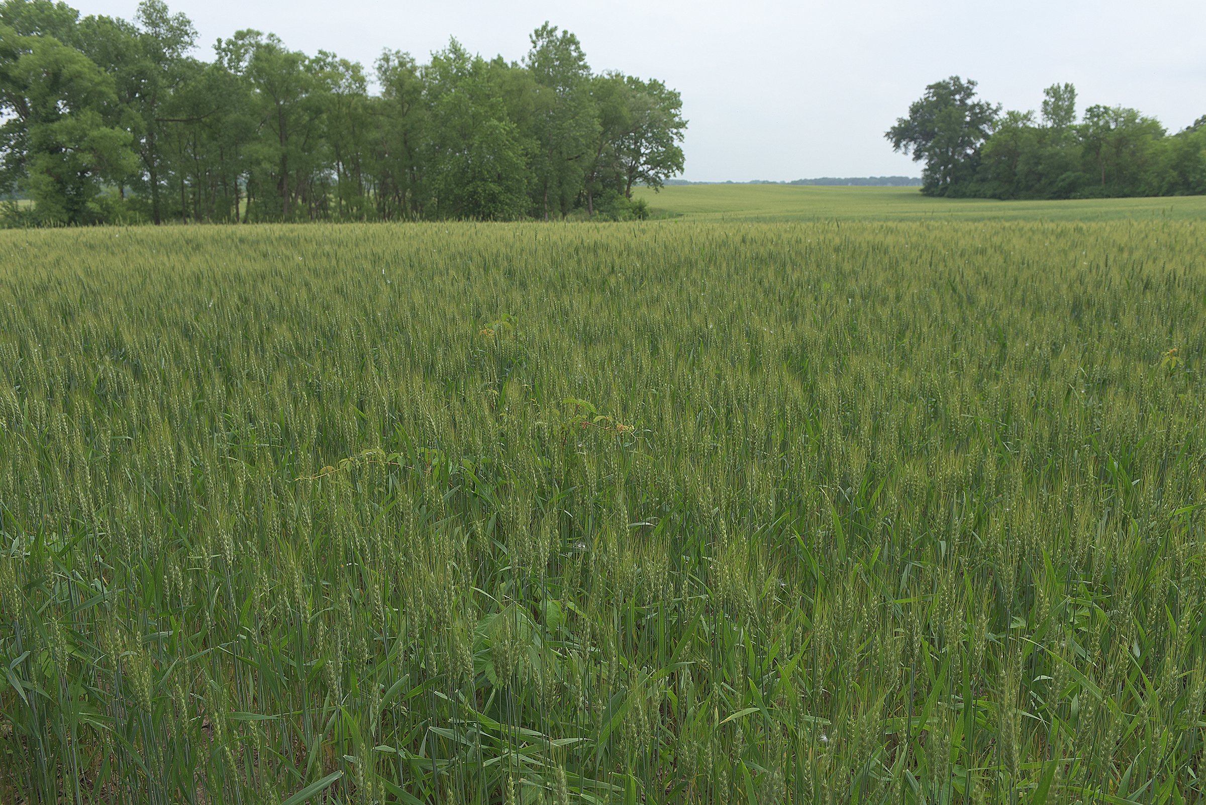 Lake County, Indiana farmland - LAND AUCTION - 147+/- ACRES OFFERED IN 3 TRACTS IN LAKE COUNTY, INDIANA